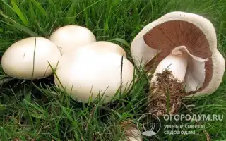 Как заморозить шампиньоны. Как заморозить шампиньоны свежие в морозилке.