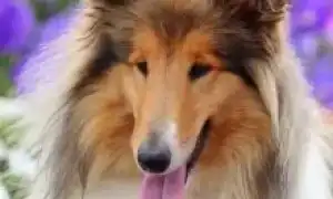 Шотландская овчарка (колли). Колли собака фото.