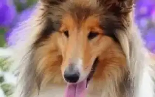 Шотландская овчарка (колли). Колли собака фото.