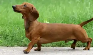 Такса такса собака фото. Такса собака фото.