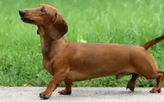 Такса такса собака фото. Такса собака фото.