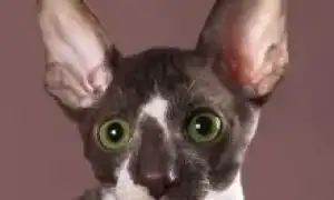 Корниш-рекс корниш рекс кошка. Корниш рекс кошка.