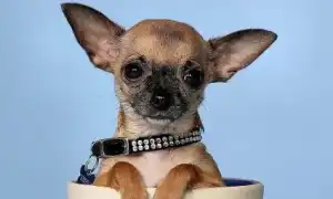 До какого возраста растут чихуахуа. До какого возраста растут чихуахуа.