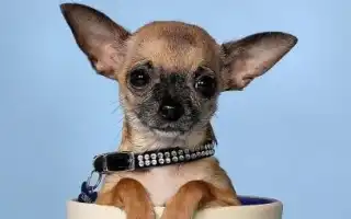 До какого возраста растут чихуахуа. До какого возраста растут чихуахуа.