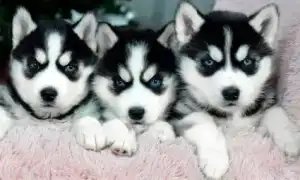 Как вырастить щенка хаски