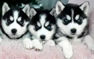 Как вырастить щенка хаски