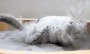 Инструкция по правильному купанию шиншилл