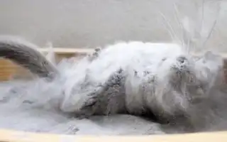 Инструкция по правильному купанию шиншилл