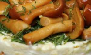 Что можно приготовить с маринованными опятами – самые вкусные блюда + фото и советы
