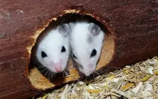 Не злостный вредитель, а преданный друг – 10 грызунов для квартиры