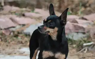 Русский той-терьер