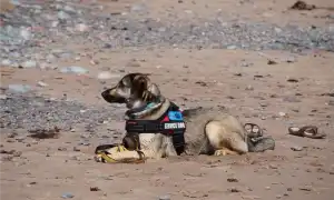 Породы служебных собак