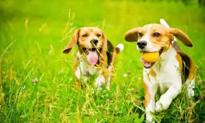 Отзывы владельцев о породе Бигль. Бигль отзывы владельцев в квартире.