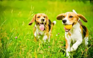 Отзывы владельцев о породе Бигль. Бигль отзывы владельцев в квартире.