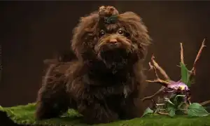 Русская цветная болонка. Русская цветная болонка.