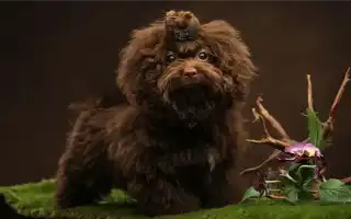 Русская цветная болонка. Русская цветная болонка.