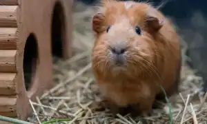 Самодельные домики для морских свинок. Домик для морской свинки своими руками.