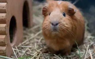 Самодельные домики для морских свинок. Домик для морской свинки своими руками.