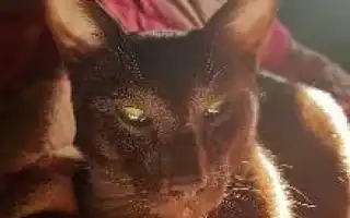 Гавана гавана порода кошек