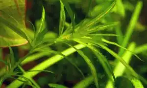 Наяс аквариумное растение содержание размножение фото. Наяс аквариумное растение.