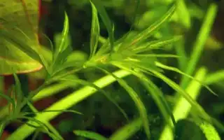 Наяс аквариумное растение содержание размножение фото. Наяс аквариумное растение.