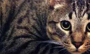 Калифорнийская сияющая