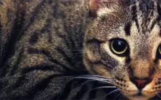 Калифорнийская сияющая