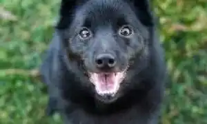 Схипперке шипперке описание породы цена. Шипперке описание породы цена.