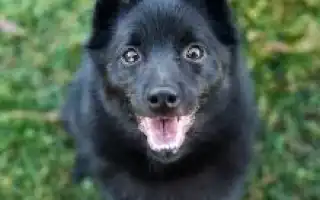 Схипперке шипперке описание породы цена. Шипперке описание породы цена.