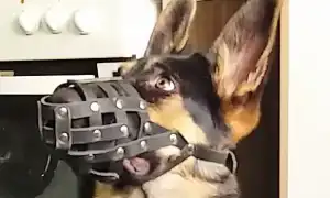 Как приучить собаку к наморднику, выбрать подходящий, плюс обзор моделей