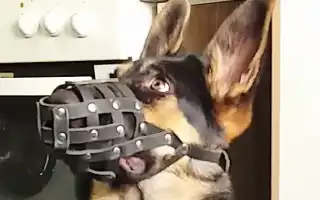 Как приучить собаку к наморднику, выбрать подходящий, плюс обзор моделей