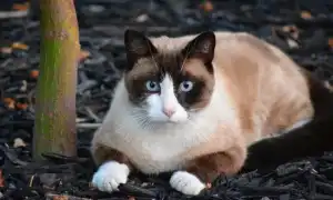 Сноу шу кошка