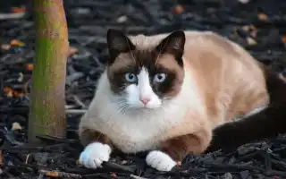 Сноу шу кошка