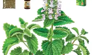 Кошачья мята. Что такое кошачья мята.