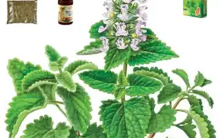 Кошачья мята. Что такое кошачья мята.