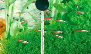 Как эффективно охладить воду в аквариуме. Охладитель для аквариума.