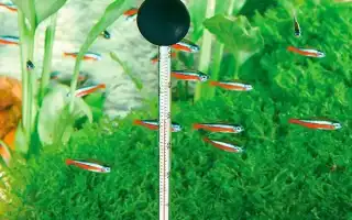 Как эффективно охладить воду в аквариуме. Охладитель для аквариума.