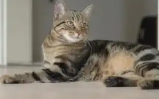 Китайская кошка Ли Хуа или Дракон Ли: описание и уход за питомцем. Дракон ли кошка.