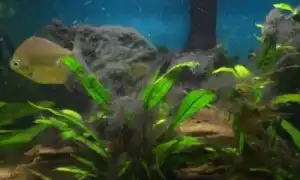 Черные водоросли в аквариуме: почему возникают и как с ними бороться. Черные водоросли в аквариуме.