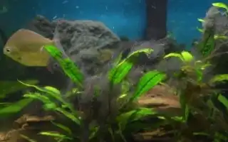 Черные водоросли в аквариуме: почему возникают и как с ними бороться. Черные водоросли в аквариуме.