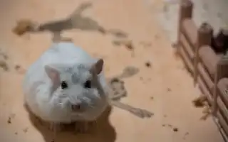 Придумываем имя для хомяка — список кличек для мальчиков и девочек. Как назвать хомяка мальчика джунгарика.