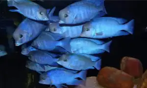 Голубой дельфин. Голубой дельфин аквариумная рыбка.