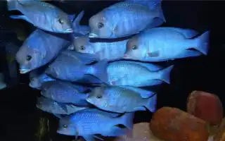 Голубой дельфин. Голубой дельфин аквариумная рыбка.