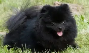 Все о черных померанских шпицах. Померанский шпиц черный.