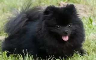 Все о черных померанских шпицах. Померанский шпиц черный.