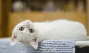 Котёнок 3-6 месяцев: что давать, что делает, как и чем кормить. Котенок 3 месяца.