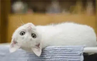 Котёнок 3-6 месяцев: что давать, что делает, как и чем кормить. Котенок 3 месяца.