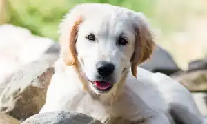 Откуда и как появились первые собаки. Что такое собака.