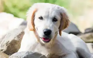 Откуда и как появились первые собаки. Что такое собака.