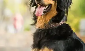 Ховаварт ховаварт порода собак. Ховаварт порода собак.